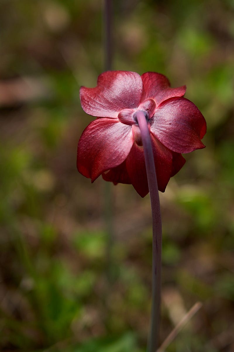 A vibrant flower showcasing color and light.