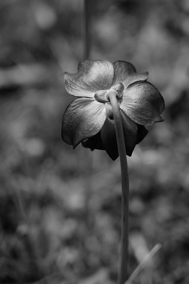 The same flower in black and white, emphasizing texture.