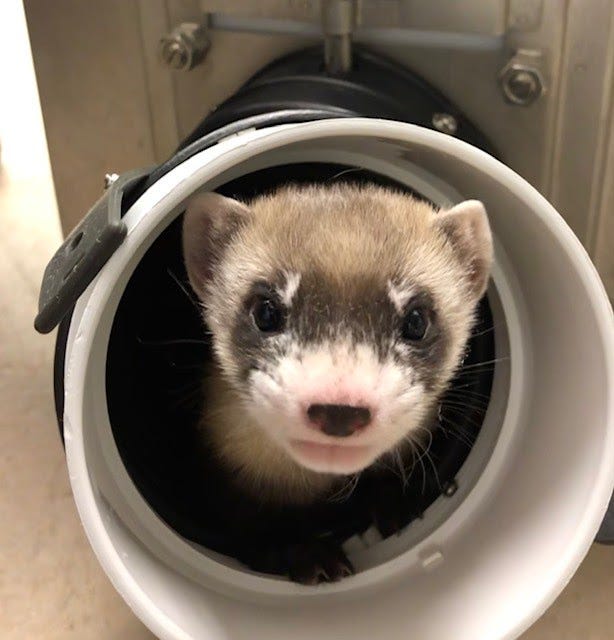 Elizabeth Ann, the first cloned black-footed ferret