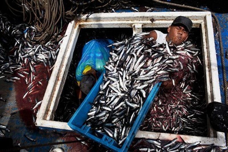 Fishermen with anchovetas in Peru