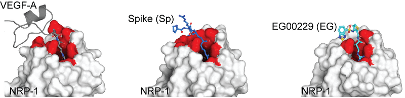 Crystal structure of neuropilin-1 and its interactions