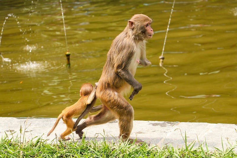 Rhesus monkeys engaged in problem-solving tasks