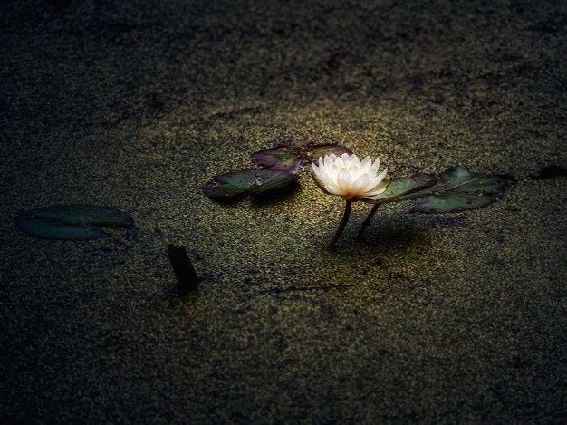 Night-blooming flowers revealing their beauty