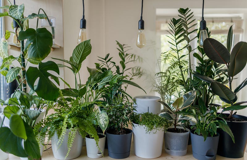 Indoor plant collection for well-being