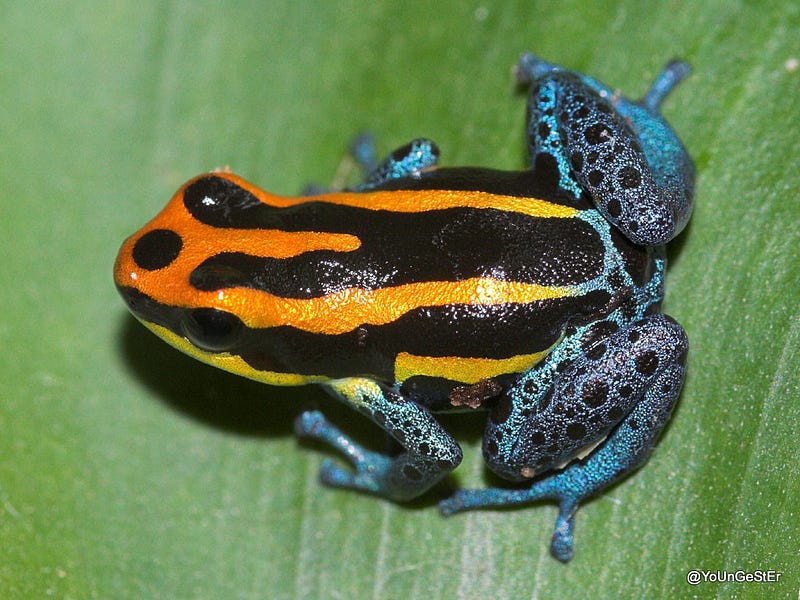 Colorful amphibians showcasing aposematic traits