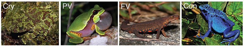 Diagram of evolutionary models in amphibian coloration