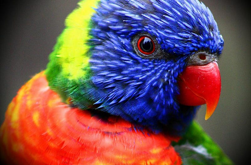 Colorful rainbow lorikeet in its natural habitat