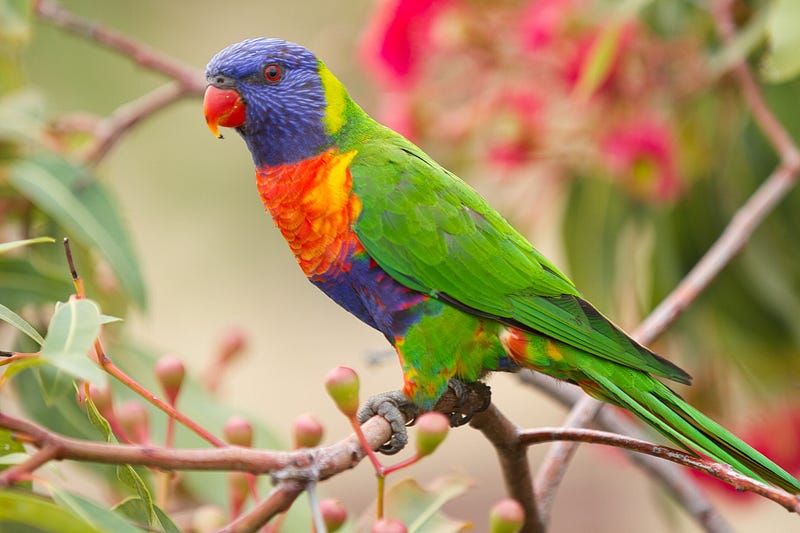 Vibrant colors of the rainbow lorikeet in Brisbane