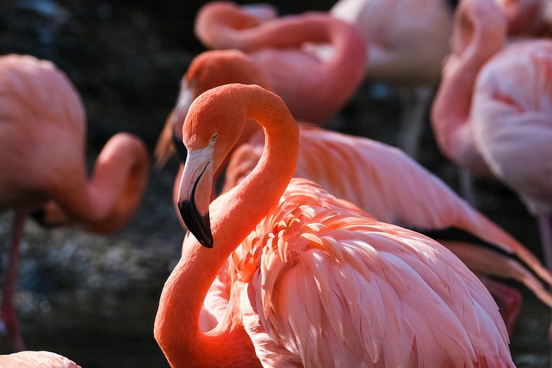 Flamingos in their natural habitat