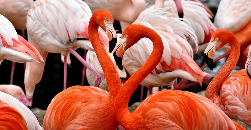 Close-up of a flamingo