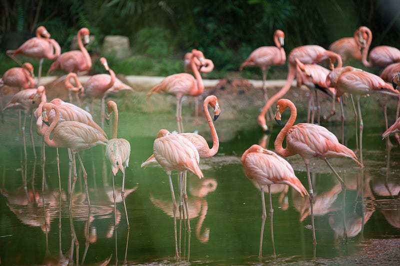 Flamingo chicks in their nest