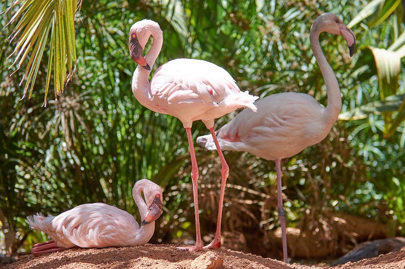 A flock of flamingos feeding