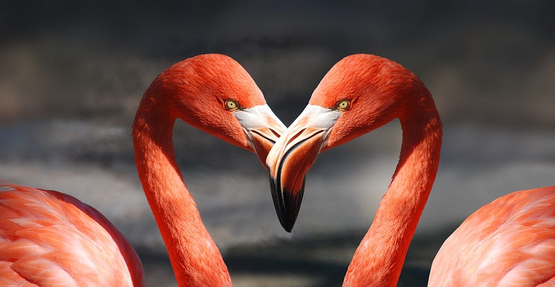 Flamingo in mating display