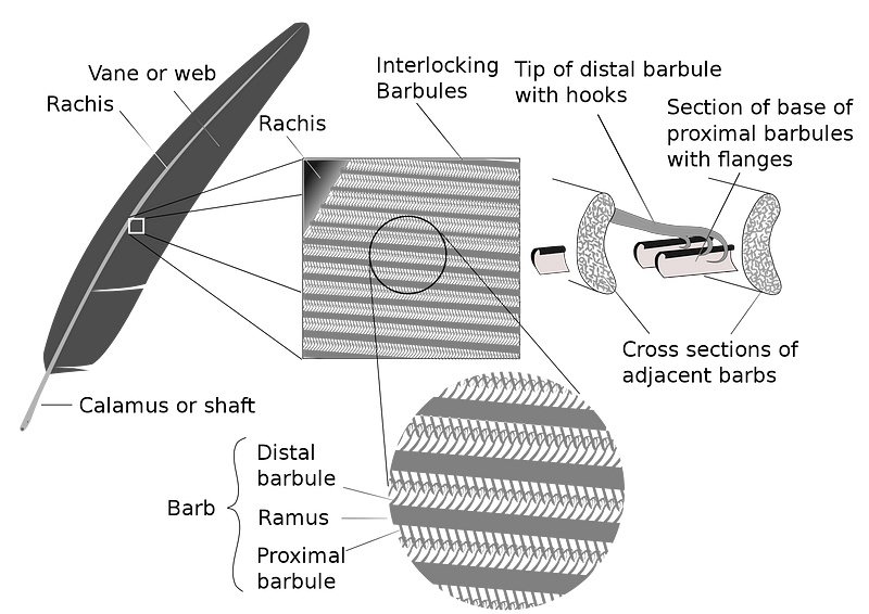 Feather anatomy