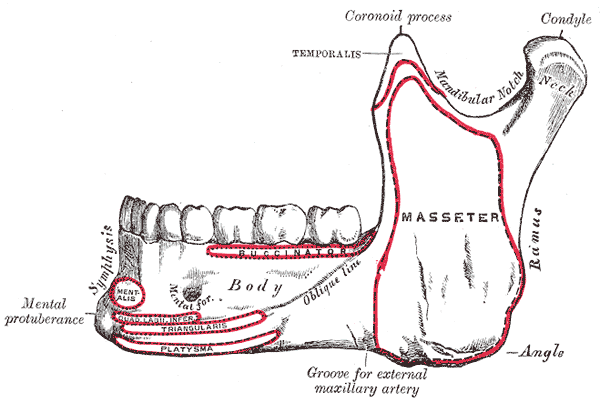 Jaw anatomy