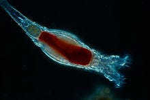 Rotifer illustration