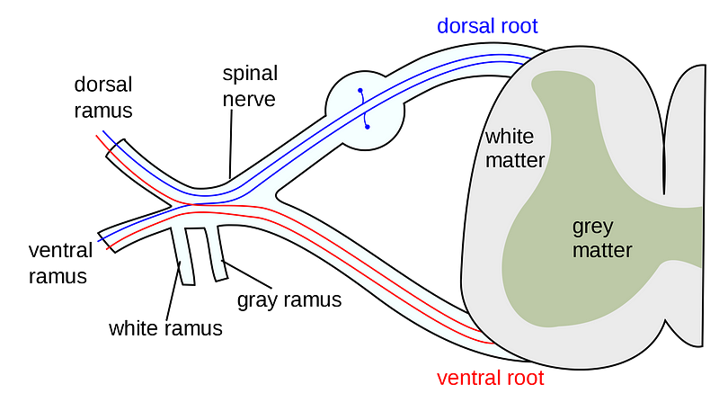 Spinal nerve diagram