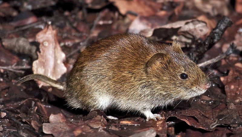 Bank voles are significant in virus transmission studies