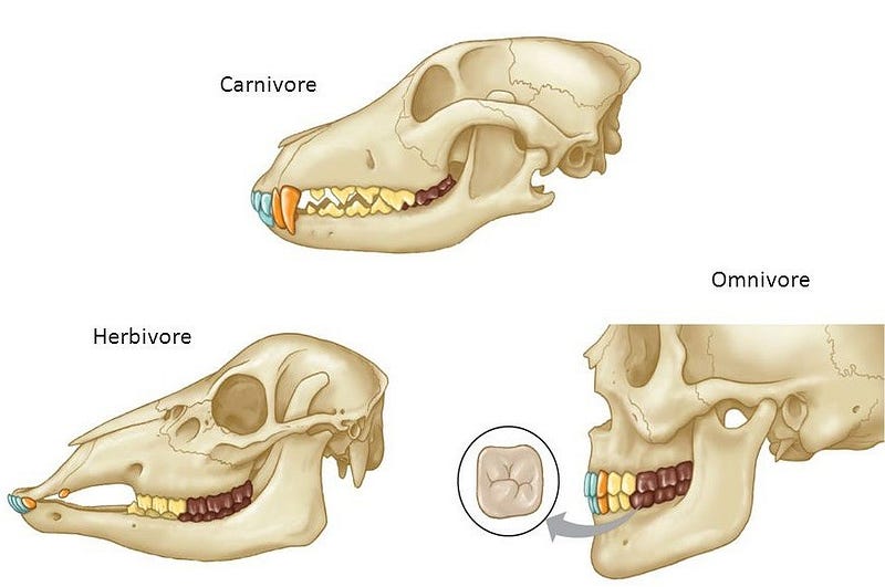 Comparison of human teeth with herbivore and carnivore teeth