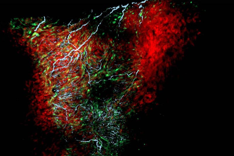 Heart cells and their functions