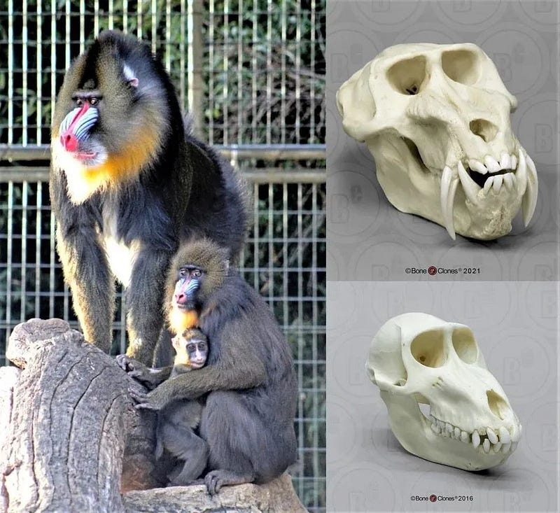 Male and female mandrill skull comparison