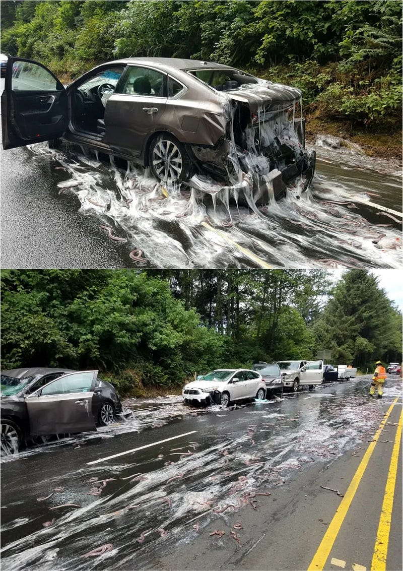 Hagfish accident causing a slippery road scene