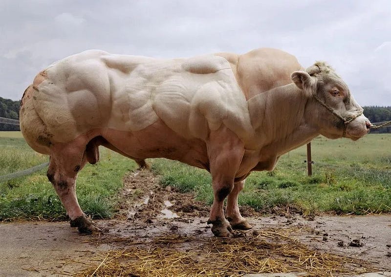 Bull with excessive muscle growth due to myostatin deficiency