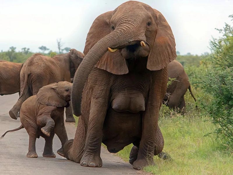 Nursing elephant showing breast swelling