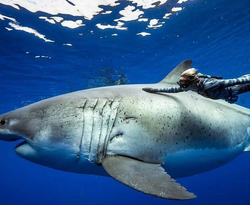 Deep Blue, the largest great white shark