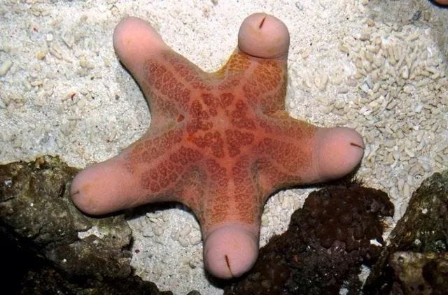 Melanoma starfish with unusual limb appearance