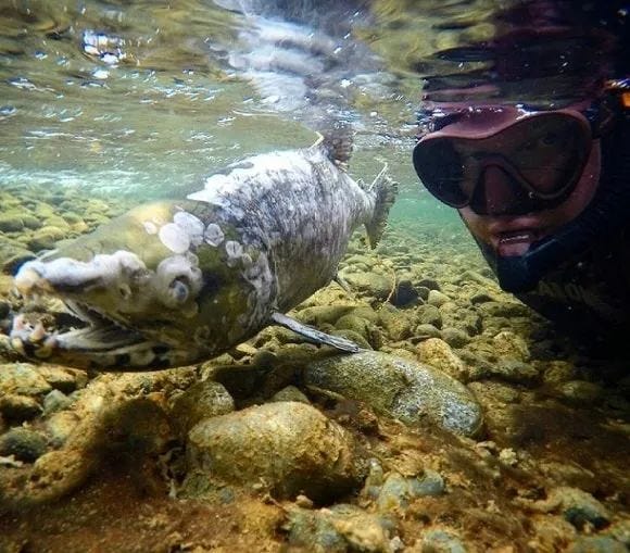 Stream of decomposing salmon after spawning