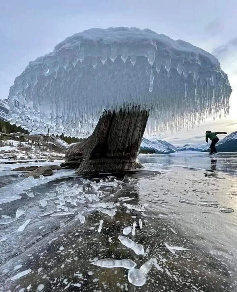 Ice caps on tree stumps in a Canadian reservoir