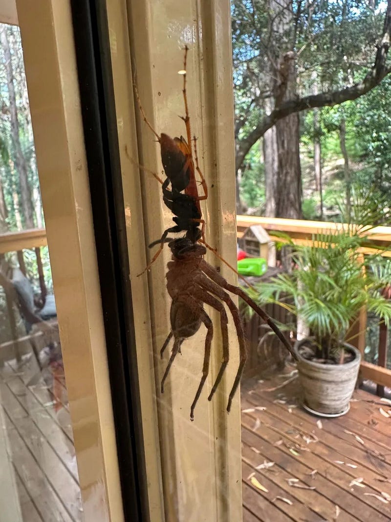 Spider wasp and huntsman spider interaction