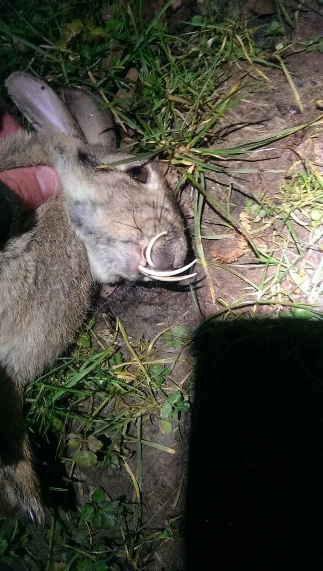 Deformed rabbit-like tusk teeth