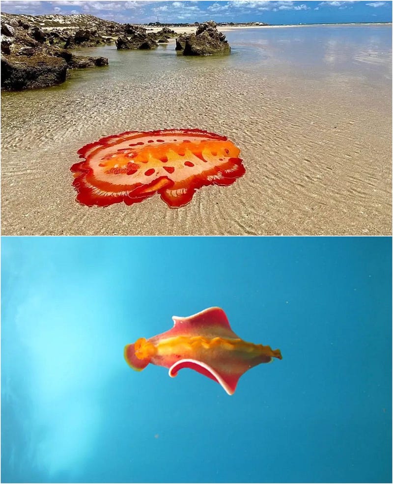 Colorful Spanish dancer sea slug on the beach