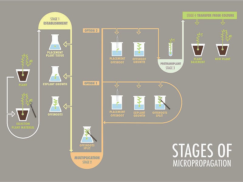 Historical image of plant tissue culture research