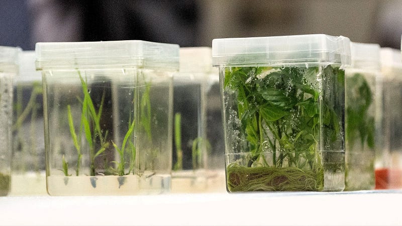 Preserving biodiversity through tissue culture