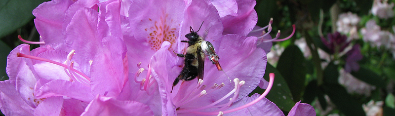 Bumblebee with tracking device exploring its habitat.