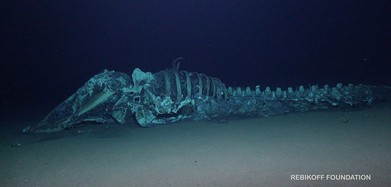 Image of juvenile sperm whale and its ecological impact