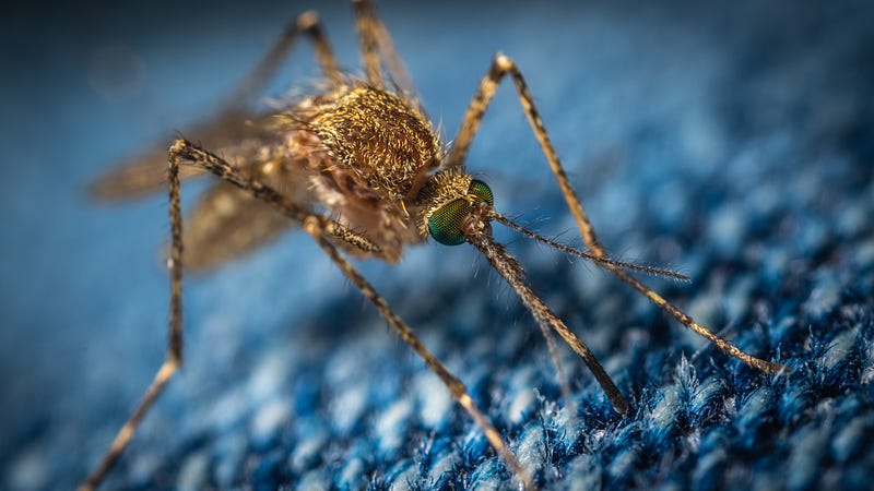 Understanding mosquito bite reactions